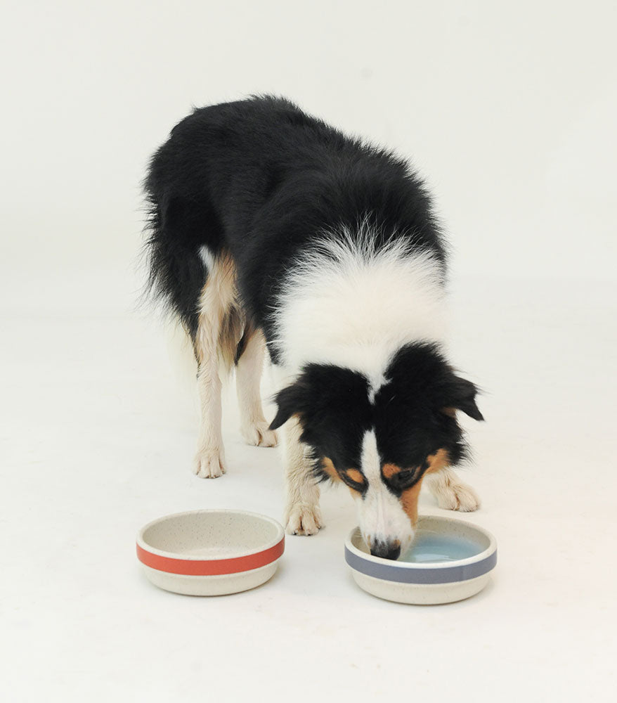 Recycled Plastic Dog Bowl