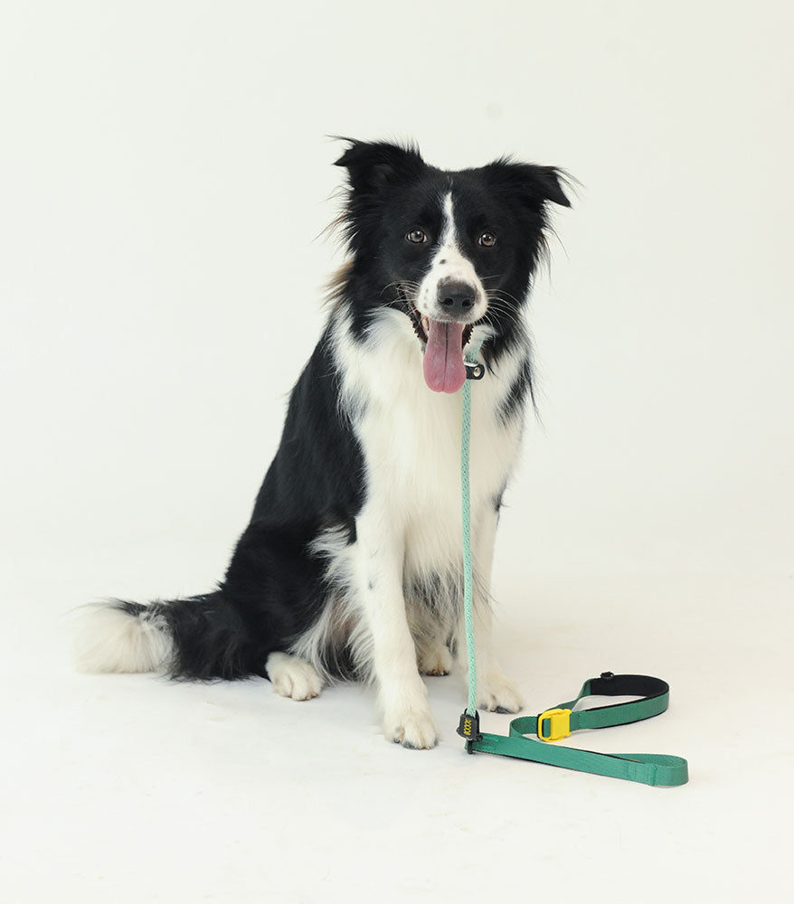 Smart Leash