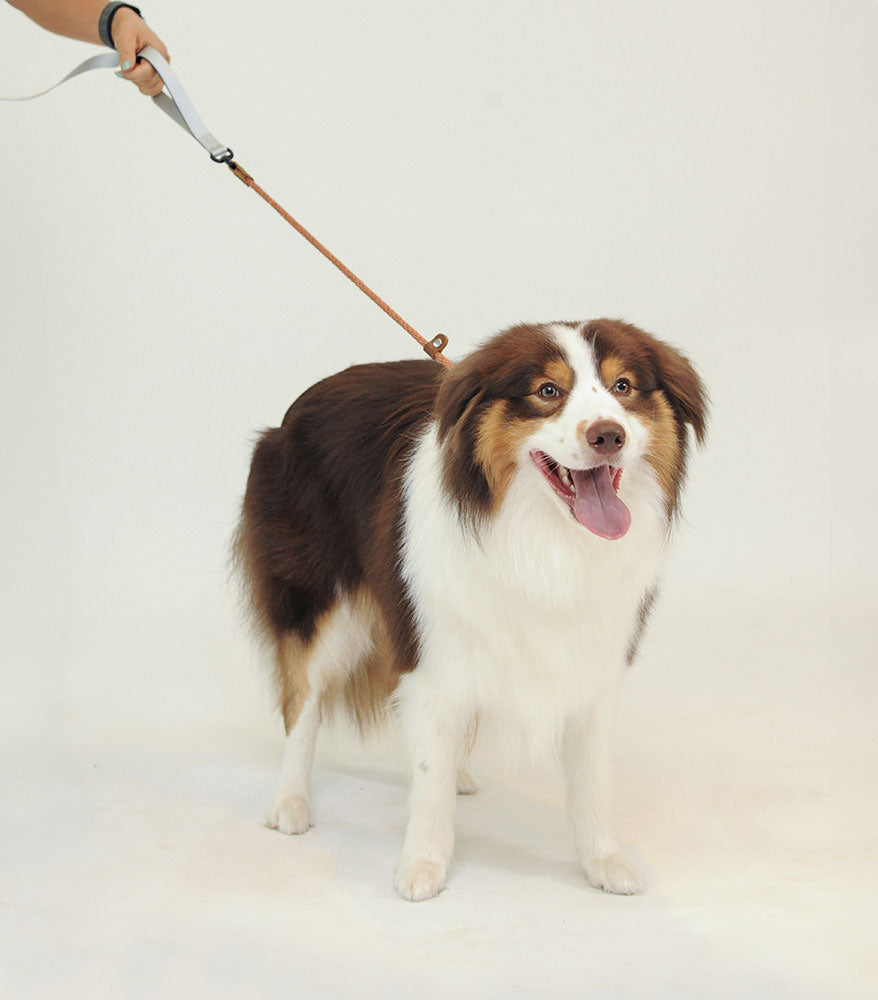 Smart Leash