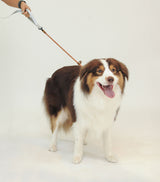 Smart Leash