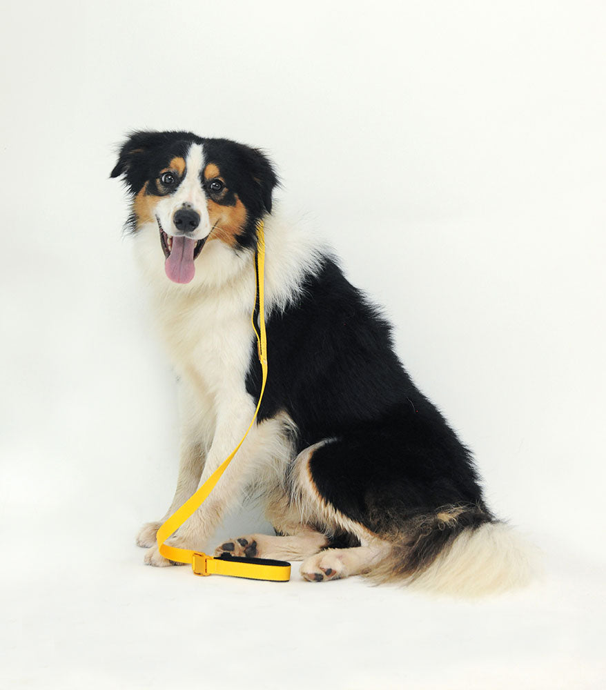 Smart Leash