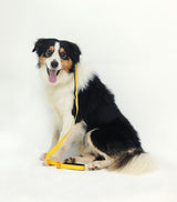 Smart Leash